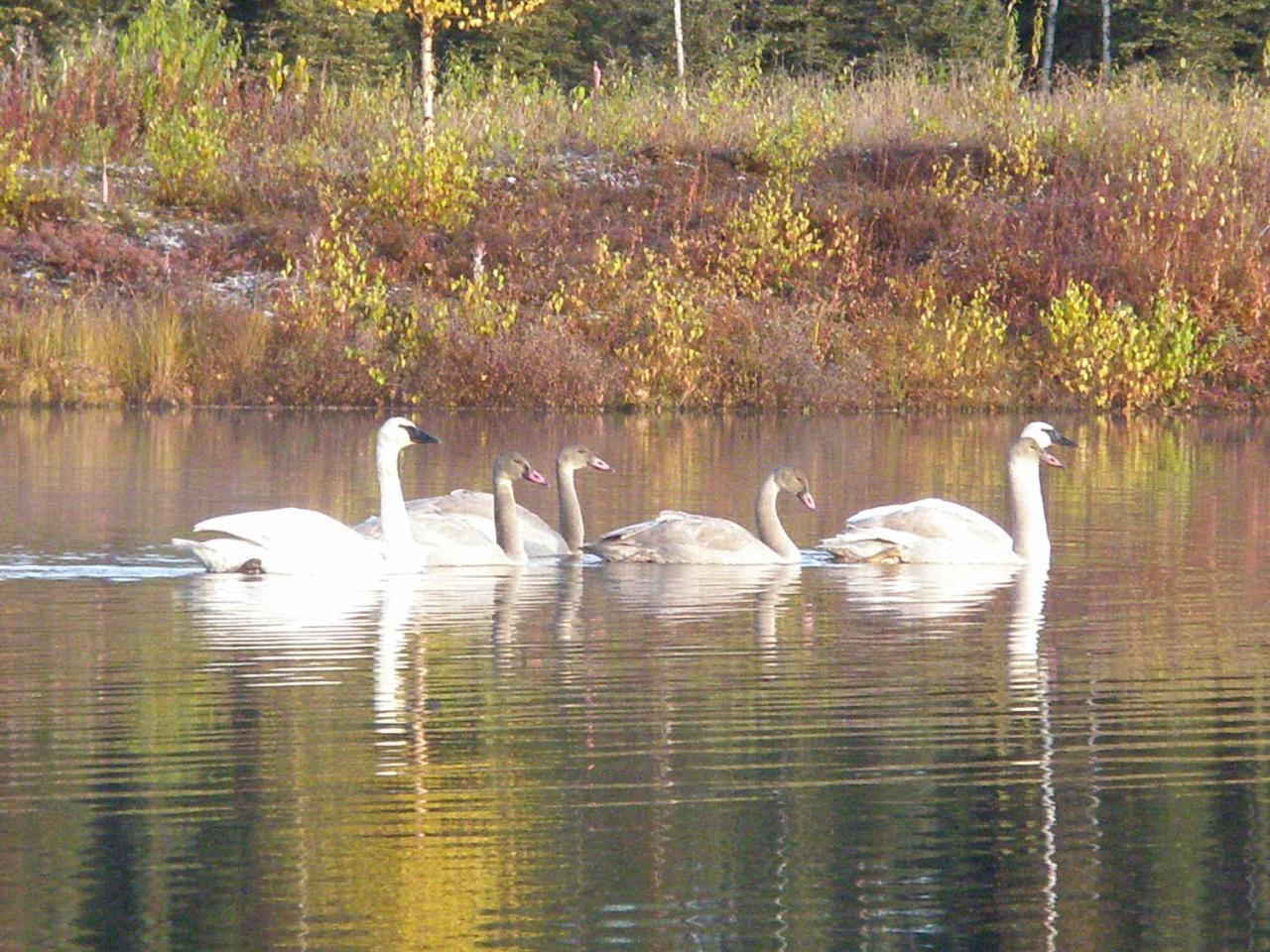 Talkeetna Lakeside Cabins Denali Extérieur photo